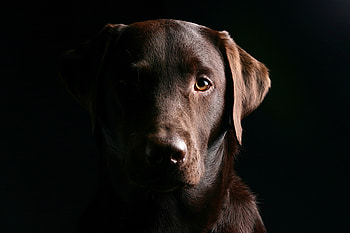 Animals, Dog, Muzzle, Shadow, Ears, Retriever HD wallpaper