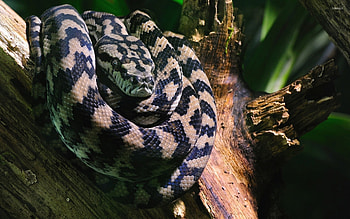 Boa Constrictor, On a tree log, Animal HD wallpaper