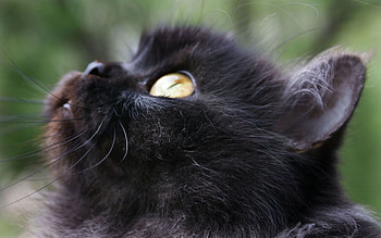 Animals, Fluffy, Kitty, Kitten, Muzzle, Eyes HD wallpaper