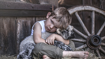 Cute Little Boy Is Sitting With Lamb Looking Sad In Wood Board Background Cute HD wallpaper