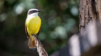 Yellow Black White Brown Pitanga Bird Is Standing In Blur Bokeh Background On Tree Branch Birds HD wallpaper