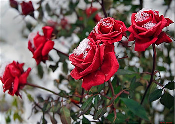 winter roses, winter, flowers, roses, red HD wallpaper