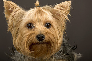 Yorkshire Terrier, Toy breed, Fluffy companion, Loyal pet HD wallpaper