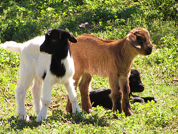 chivo, fsf, dsf, df, fd HD wallpaper