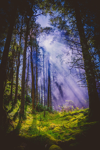 Nature, Trees, Grass, Rays, Beams, Forest, Branches HD phone wallpaper