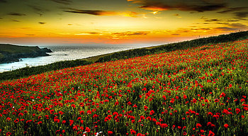 Poppies at sunset, poppies, sea, field, meadow, sky, flowers, fiery, sunset, coast HD wallpaper