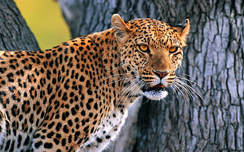 Animals, Wood, Leopard, Tree, Bark, Looks HD wallpaper