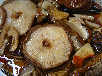 Shiitake, Shiitake, Shiitake, Shiitake HD wallpaper