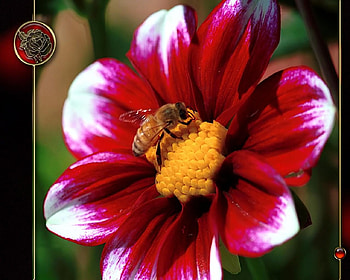 Flower and bee, nature, flower HD wallpaper
