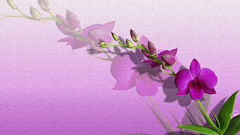 Orquideas 01, flores, violet, violeta, orchideen, flowers, blumen, orquideas, orchids HD wallpaper