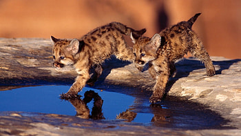 Leopard-cubs-pair, pisica, leu, leopard, tigri HD wallpaper