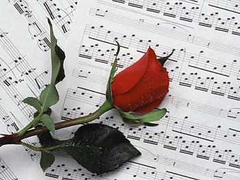 Music, Flowers, Drops, Flower, Rose Flower, Rose, Notes HD wallpaper