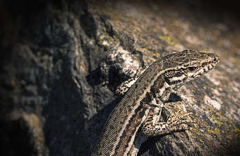 Animals, Color, Lizard, Reptile HD wallpaper