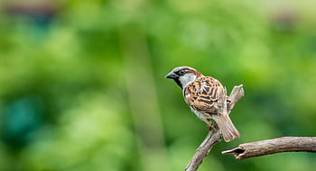 Detailed capture of a house sparrow perched on a branch against a blurred green background. HD wallpaper