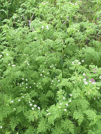 Chervil, Bur parsley, Inaturalist NZ HD phone wallpaper