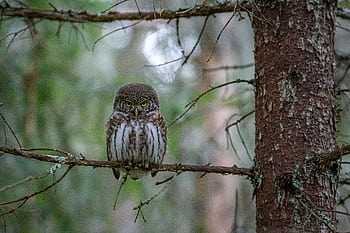 Close-up of Eurasian pygmy owl (Glaucidium passerinum) perched on tree branch in woodland. HD wallpaper