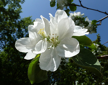Flowers, Macro, Apple Tree, Kharkov, May HD wallpaper