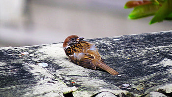 Animals, Bird, Lies, Sparrow HD wallpaper