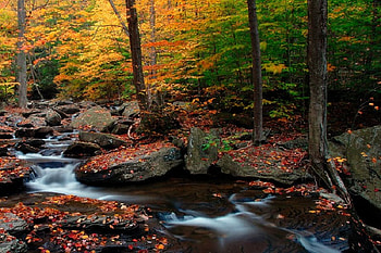 Kitchen Creek, trees, creek, water, rocks HD wallpaper
