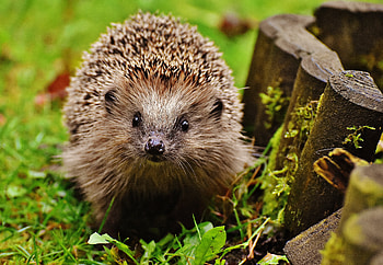 Animals, Grass, Sight, Opinion, Thorns, Prickles, Hedgehog HD wallpaper