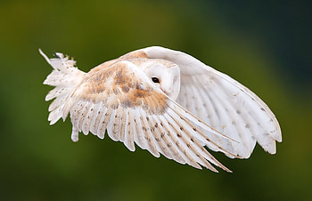 Animals, Owl, Feather, Bird, Flight, Sight, Opinion, Wings, Wave, Sweep HD wallpaper