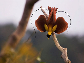 Bird_of_Paradise, beautiful, amazing, , bird-of-paradise HD wallpaper