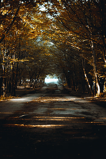Alley, Nature, Trees, Rays, Beams, Road HD phone wallpaper
