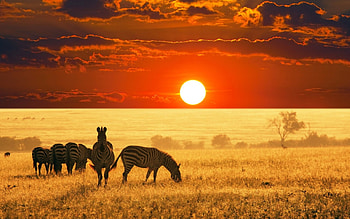 South Africa, , African wildlife, Serene landscapes HD wallpaper