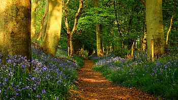 Forest Trail At Springtime, trees, flowers, sunlight, path HD wallpaper