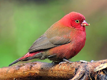 Red Bird, beautiful, bird, , red HD wallpaper