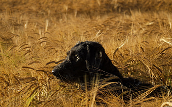 Animals, Dog, Muzzle, Sight, Opinion, Hunting, Hunt HD wallpaper