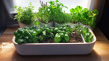 Vibrant Herb Garden - Ultra, herb garden, indoor plants, basil, gardening HD wallpaper