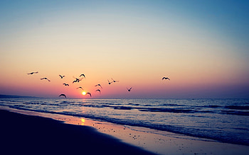 Landscape, Birds, Sea, Seagulls HD wallpaper