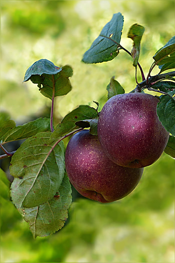 Apple Tree, Close-up graphy, Round red fruit, Tree HD phone wallpaper