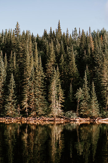 Nature, Water, Trees, Lake, Reflection, Forest HD phone wallpaper