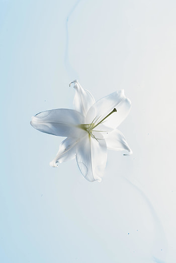 White flower, portrait, close up HD phone wallpaper