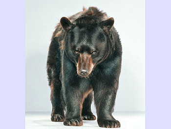 Black Bear, beautiful, black, bear HD wallpaper
