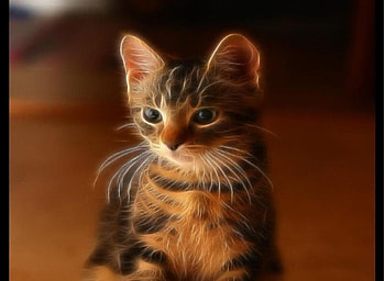 junior, cat HD wallpaper
