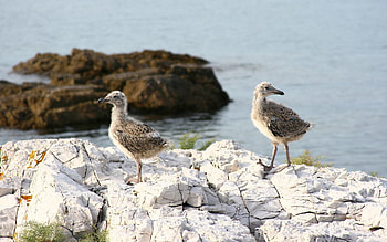Animals, Sea, Chicks, Rock HD wallpaper