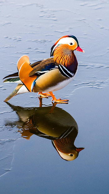 Mandarin Duck, Running HD phone wallpaper