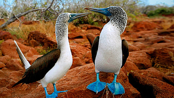 Blue footed booby , Booby bird HD wallpaper