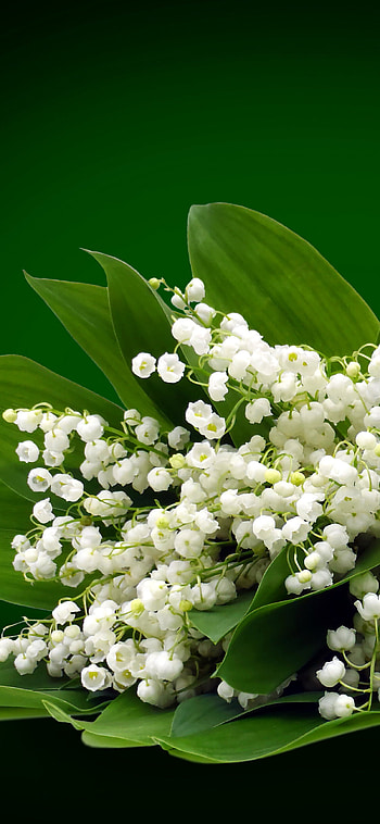 Earth's delicate beauty, Blossoming white flowers, Natural splendor, Harmony of nature HD phone wallpaper