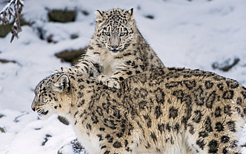 Animals, Cats, Snow, Couple, Pair, Snow Leopards HD wallpaper