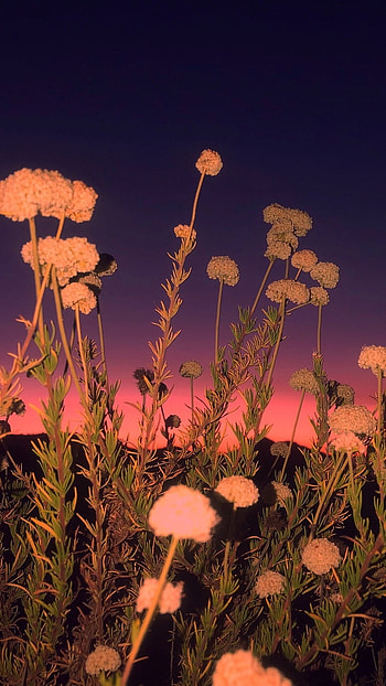 Flowers Aesthetic, Beautiful Background HD phone wallpaper