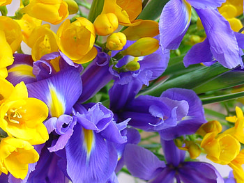 Plants, Flowers HD wallpaper