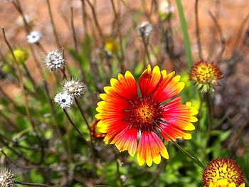 Gaillardia, beautiful, , flower HD wallpaper