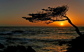 Lucky Tree 2, lucky tree, sky, sun, sunset, ocean, tree HD wallpaper