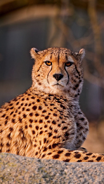 Cheetah , Exquisite backgrounds, Stylish display, Animal lovers HD phone wallpaper