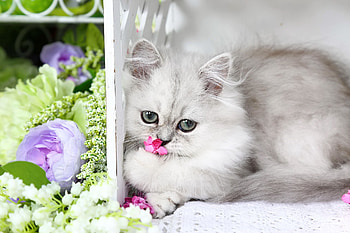 Sadness, kitten, sweet, white, kitty, cute, cat, fluffy, rest, flowers, adorable HD wallpaper