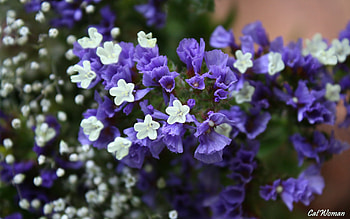Plants, Flowers HD wallpaper